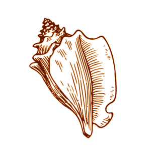 Kòn Lambi Neg Mawon (Marroon)